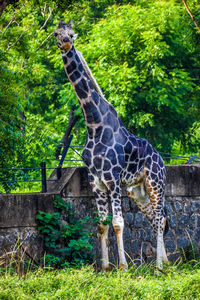Horse standing in zoo