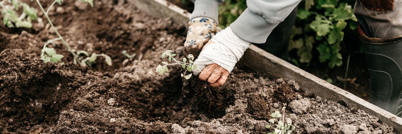 Female hands senior woman planting seedlings sprouts vegetable plant tomatoes in soil in a garden