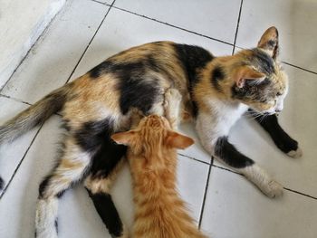 High angle view of cat on floor