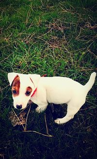 domestic animals