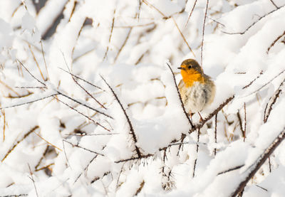 Bird perching on snow covered tree