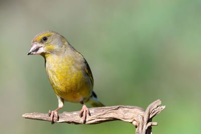 Close-up of bird perching on a plant