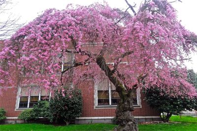 Low angle view of pink flowers