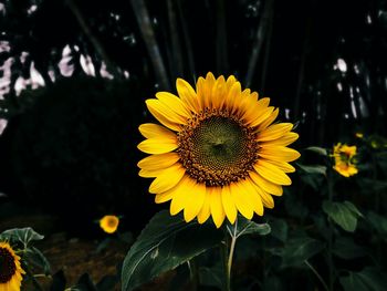 Close-up of yellow sunflower