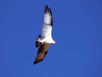 Low angle view of bird flying against clear sky