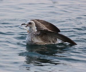 Close-up of a seagull with a fish swimming in sea