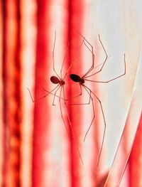 Close-up of spider