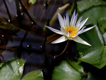 Close-up of lotus water lily in pond