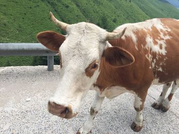 Cow standing in a field