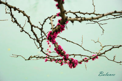 Low angle view of cherry tree against sky