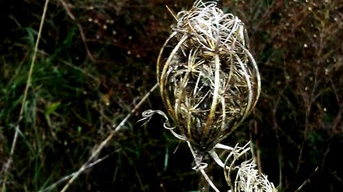 Close-up of plant on field