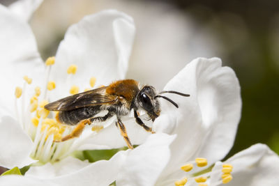 Close-up of bee pollinating on white flower