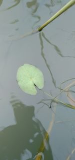 High angle view of lily pads in lake