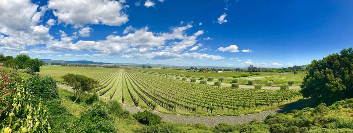 High angle view of vineyard against cloudy sky