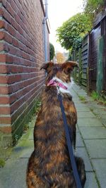 Dog sitting on brick wall