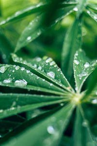 Close-up of raindrops on leaves