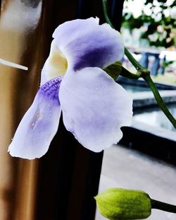 Close-up of purple flower