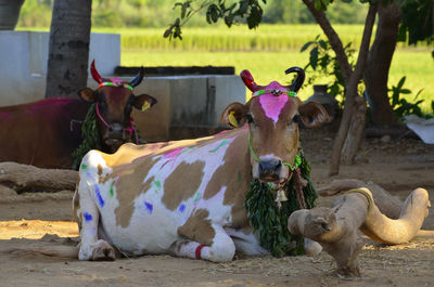 View of an animal on field