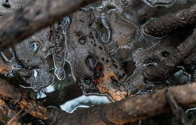 High angle view of wet tree trunk on field