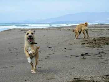 View of dog on beach