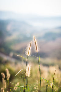 Close-up of stalks against the sky