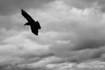 Low angle view of eagle flying against sky