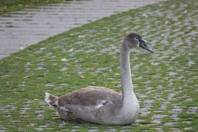 Swan sitting in park
