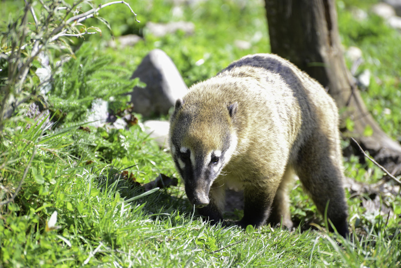 Ring tailed coati