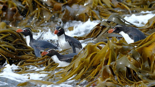 High angle view of birds swimming in lake during winter