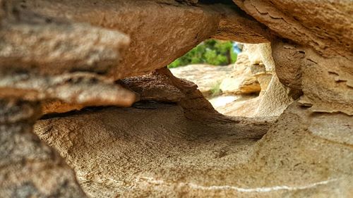 Close-up of tree trunk