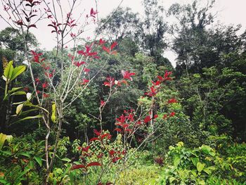 Red plants against trees