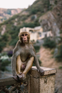 Monkey sitting on wooden railing