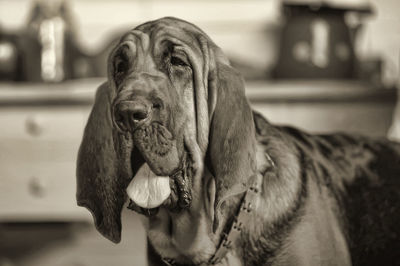 Close-up of dog looking away at home