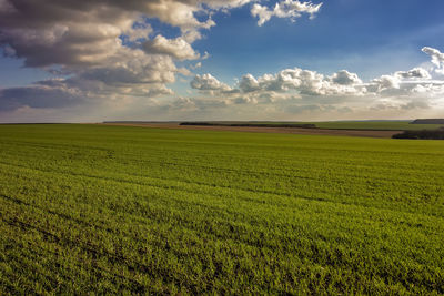 Scenic view of agricultural field against sky