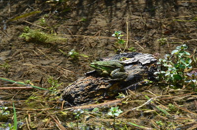 High angle view of frog on field in forest