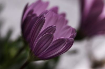 Close-up of pink crocus flower