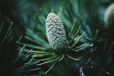 Close-up of plant