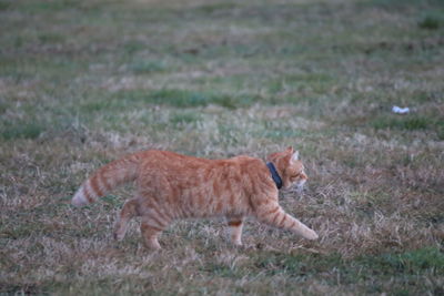 Side view of a cat lying on field