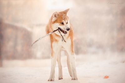 Dog looking away in snow