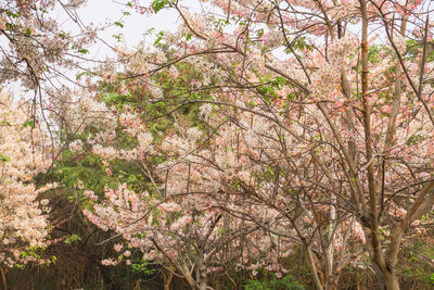 Low angle view of pink flowering tree