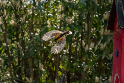 Bird flying in the sky