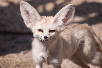 Close-up portrait of fennec fox