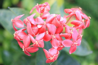 Close-up of red flowering plant