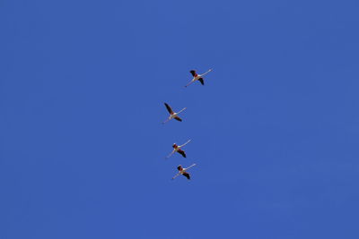 Low angle view of flamingos