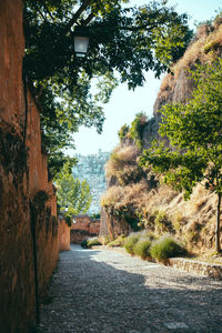 Footpath amidst trees against sky