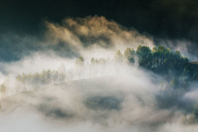 Panoramic view of trees against sky