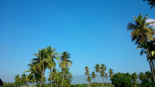 Low angle view of palm trees against clear blue sky