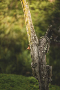 Close-up of tree trunk