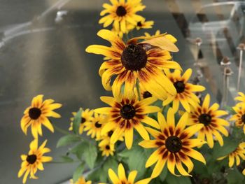 Close-up of yellow daisy flowers