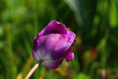 Close-up of pink rose flower